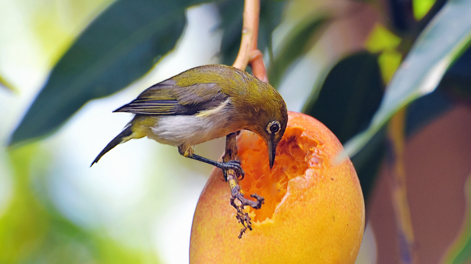 bird eating fruit
